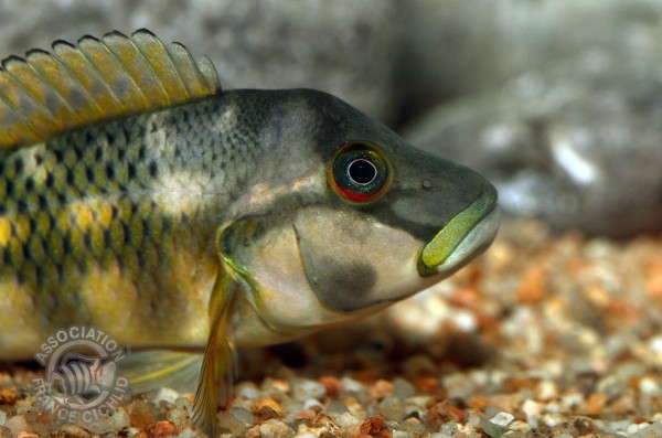 Orthochromis stormsi.