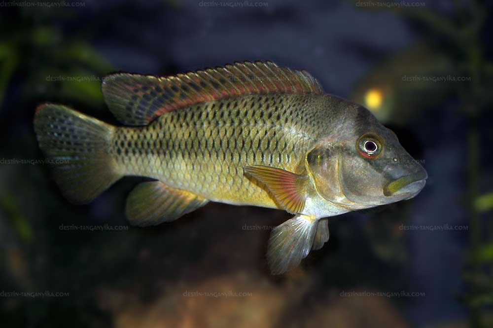 Orthochromis stormsi