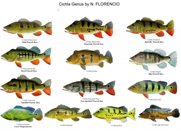 different Cichla species.jpg