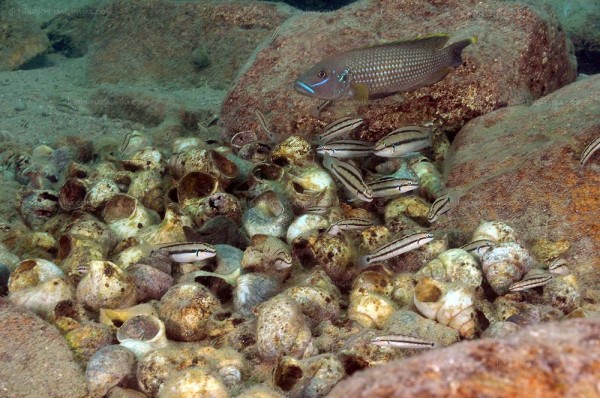 Telmatochromis vittatus