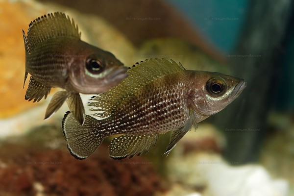 Neolamprologus (Paleolamprologus) toae.