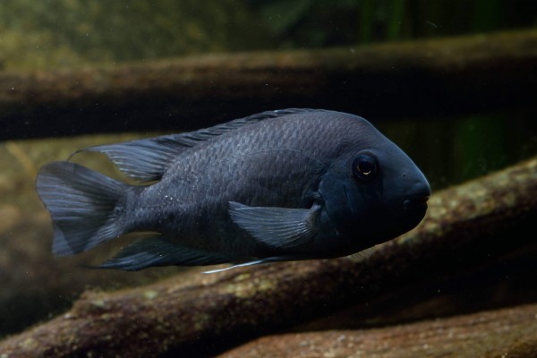 Neetroplus nematopus &quot;Lago Xiloa&quot;