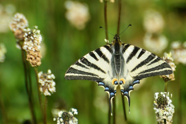 iphiclides-podalirius.jpg