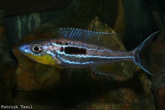 Benthochromis plus clair.jpg