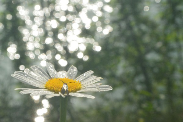 bicorne-marguerite.jpg