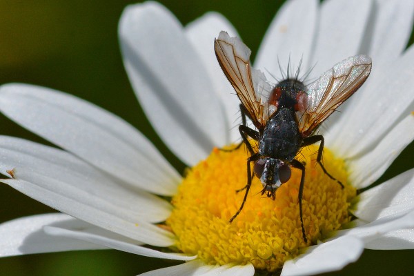 mouche-marguerite-b.jpg