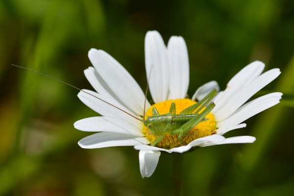 sauterelle-marguerite.jpg