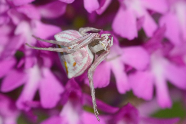 Anacamptis pyramidalis, Thomisus onustus