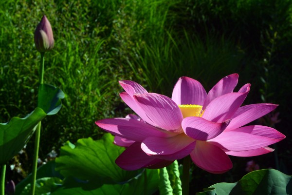 Fleur de Lotus épanouie.