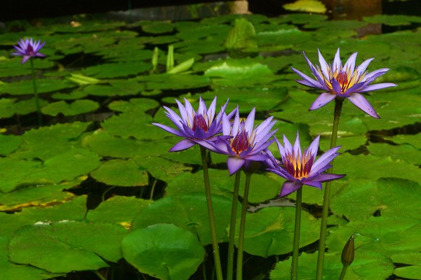 Lotus bleu d’Égypte.