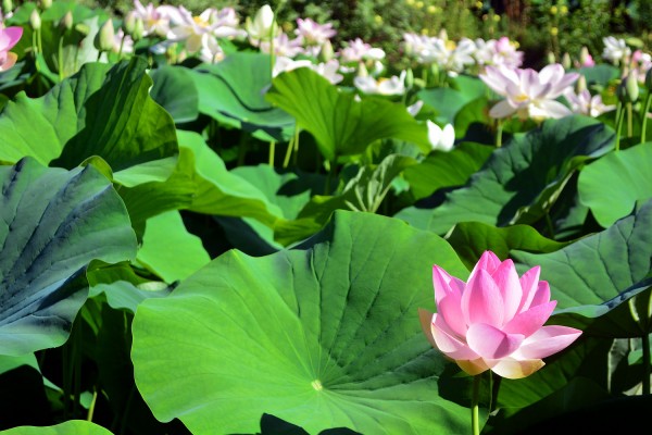 Champ de Lotus.