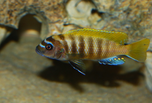 Maylandia sp. 'zebra gold' Karonga (Mâle).jpg