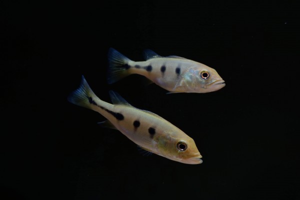 Cichla orinocensis