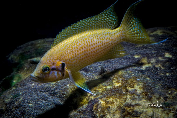 Neolamprologus helianthus