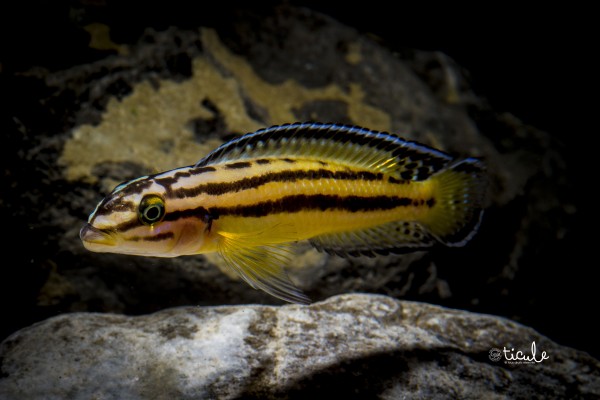 Julidochromis marksmithii