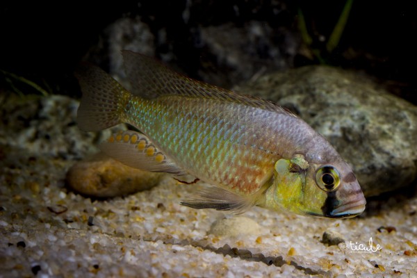 Astatotilapia burtoni Bujumbura