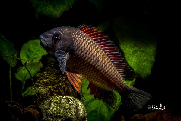 Tropheus sp. red Moliro