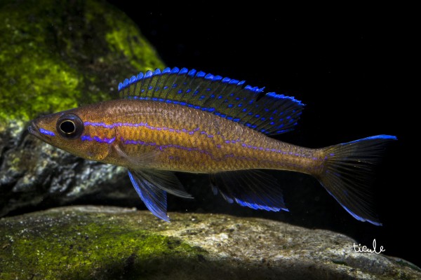 Paracyprichromis nigripinnis &quot;Blue neon&quot;