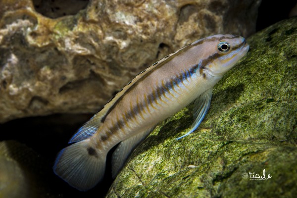 Telmatochromis vittatus