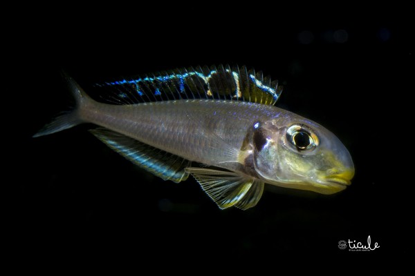 Xenotilapia sp. bathyphilus &quot;yellow&quot; Kekese