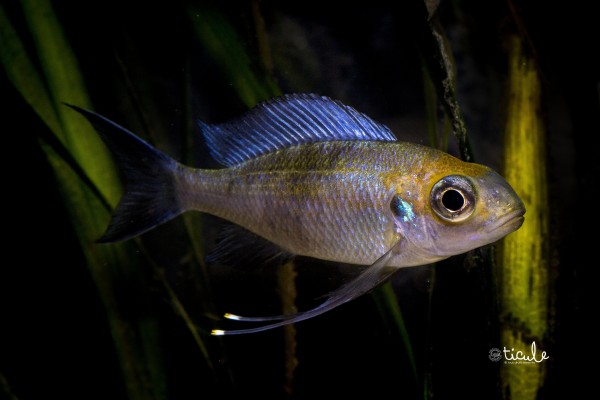 Ophtalmotilapia ventralis &quot;Orange cap&quot;