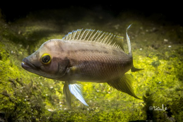 Neolamprologus longicaudatus