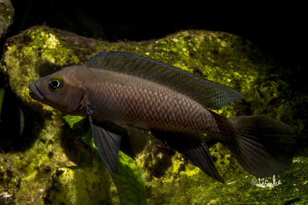 Neolamprologus pectoralis Tembwe