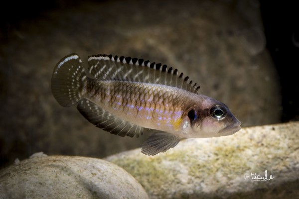 &quot;Lamprologus&quot; speciosus