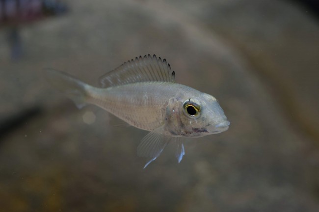 Callochromis pleurospilus Bulombora