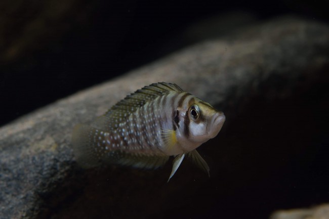 Altolamprologus calvus N'kamba bay