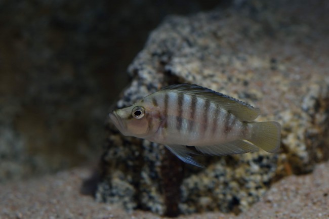 Altolamprologus compressiceps kiku