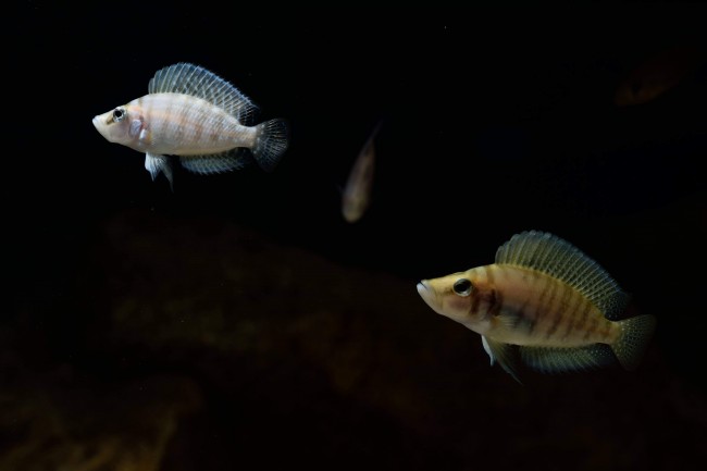 Altolamprologus calvus N'kamba bay