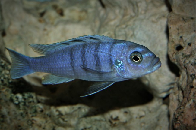 Cynotilapia sp hara Gallireya Reef femelle.jpg