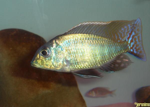 Lethrinops cf. marginatus Matema