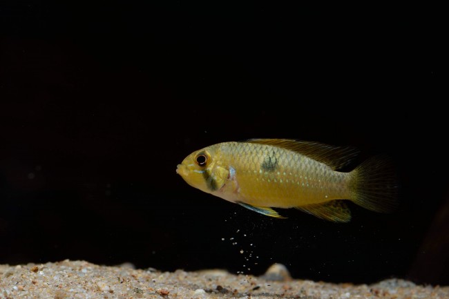 Apistogramma steindachneri Nickeri River