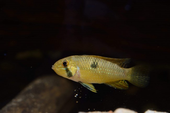 Apistogramma steindachneri Nickeri River