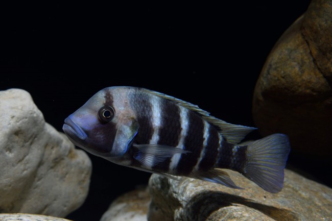 Cyphotilapia frontosa kigoma