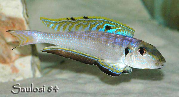 xenotilapia-melanogenys-5.jpg