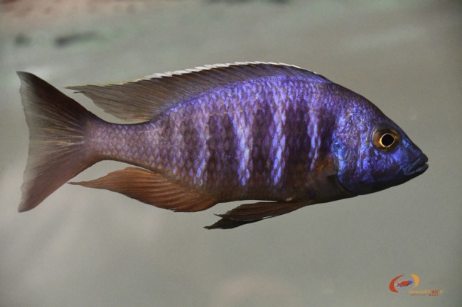 Placidochromis sp. 'electra blue' hongi