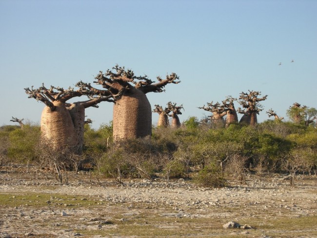 Adansonia rubrostipa.9 Andovodoaka Mad.JPG