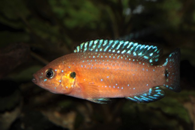 Hemichromis exsul36.JPG