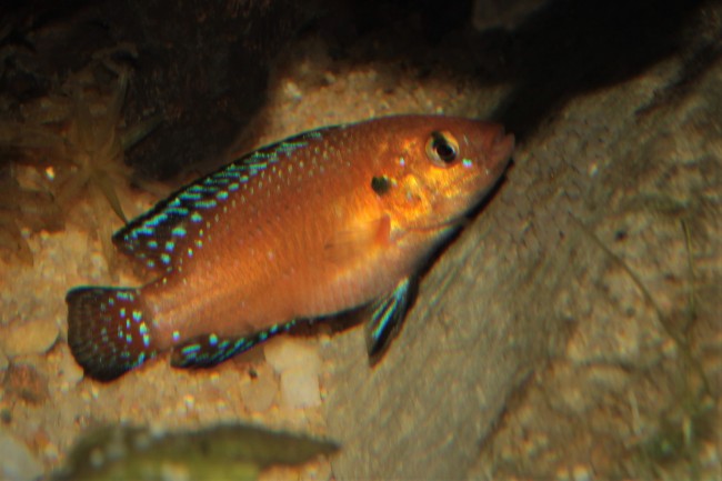 Hemichromis exsul ponte5.JPG