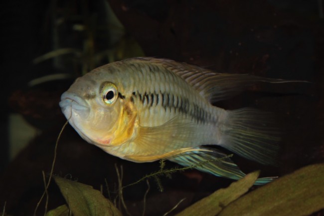 Apistogramma sp. D36 male1.JPG