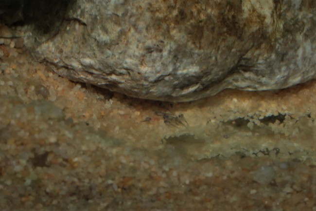 Hemichromis exsul larves.JPG