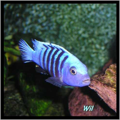 Cynotilapia pulpican likoma.jpg