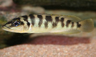 A. fasciatus jaunisse.jpg