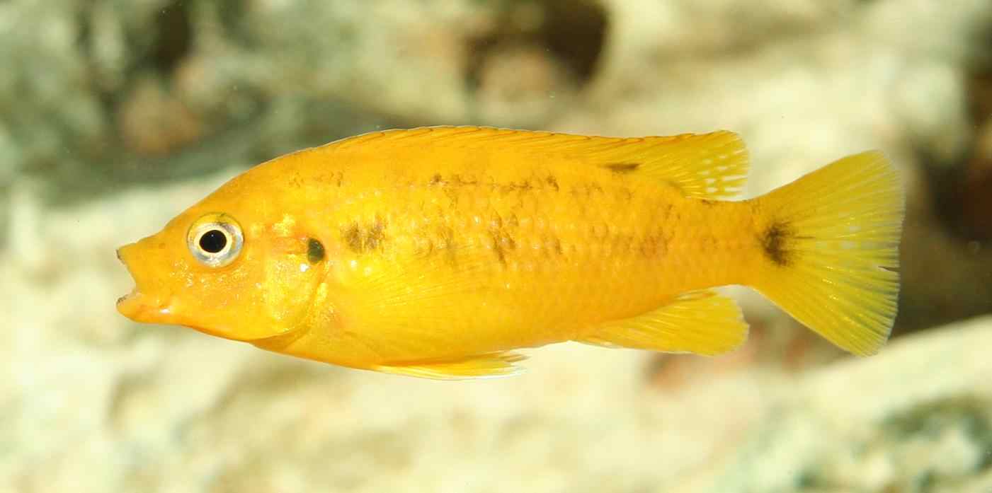 jeune femelle f1 de Petrotilapia small blue Nkhata Bay