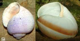 tanga-shell1.jpg