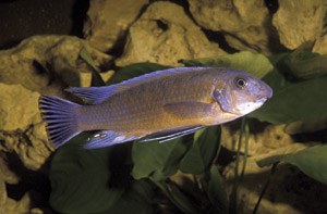 labeotropheus-trew-rosa.jpg