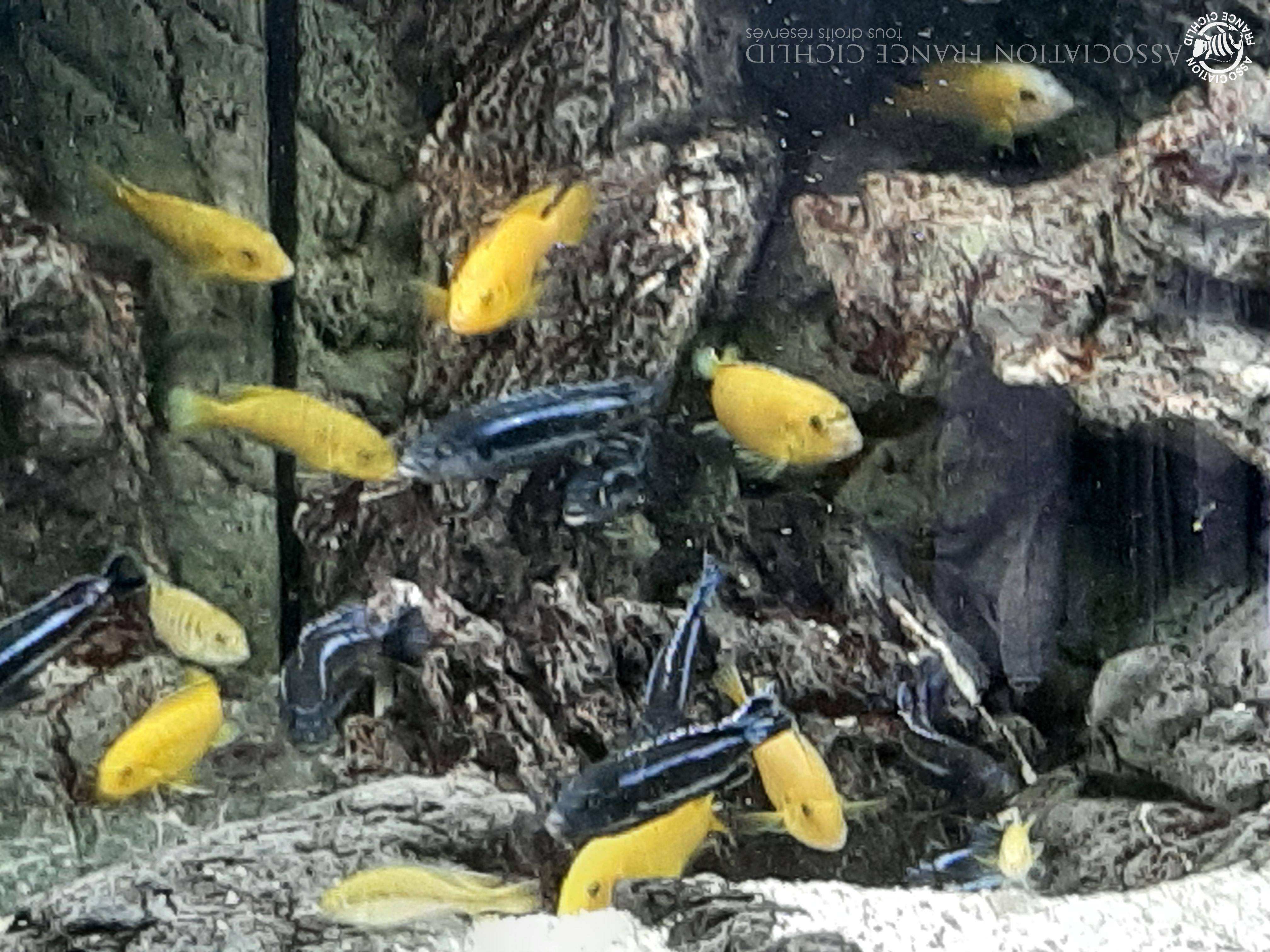 20231031_091437.jpg aquarium 3.jpg